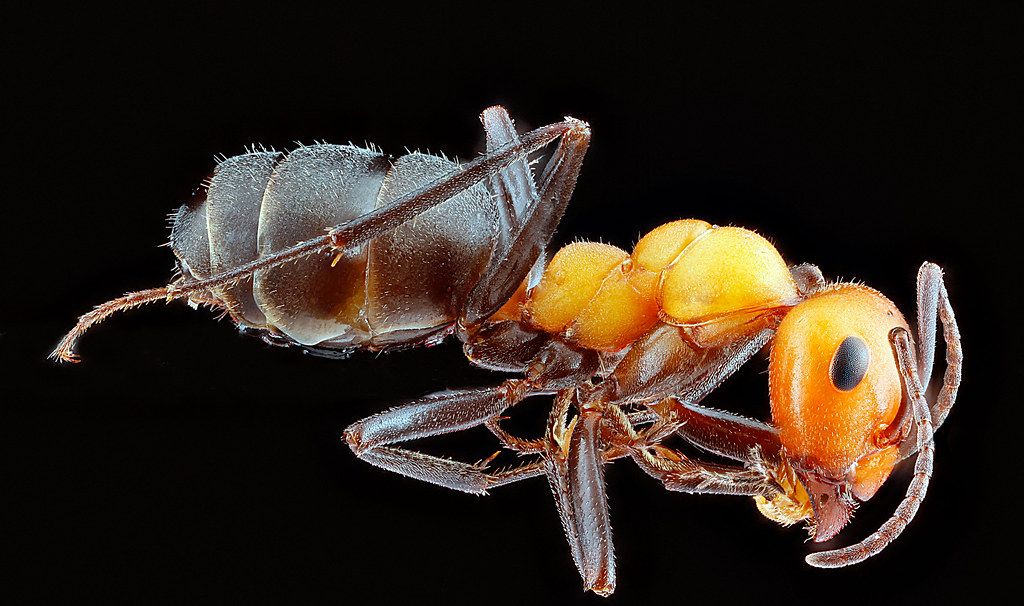 Ant Control service in San Clemente, CA