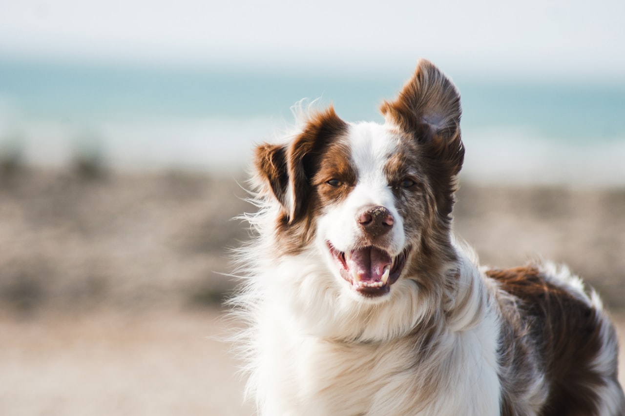 Flea & Tick Control service in San Clemente, CA
