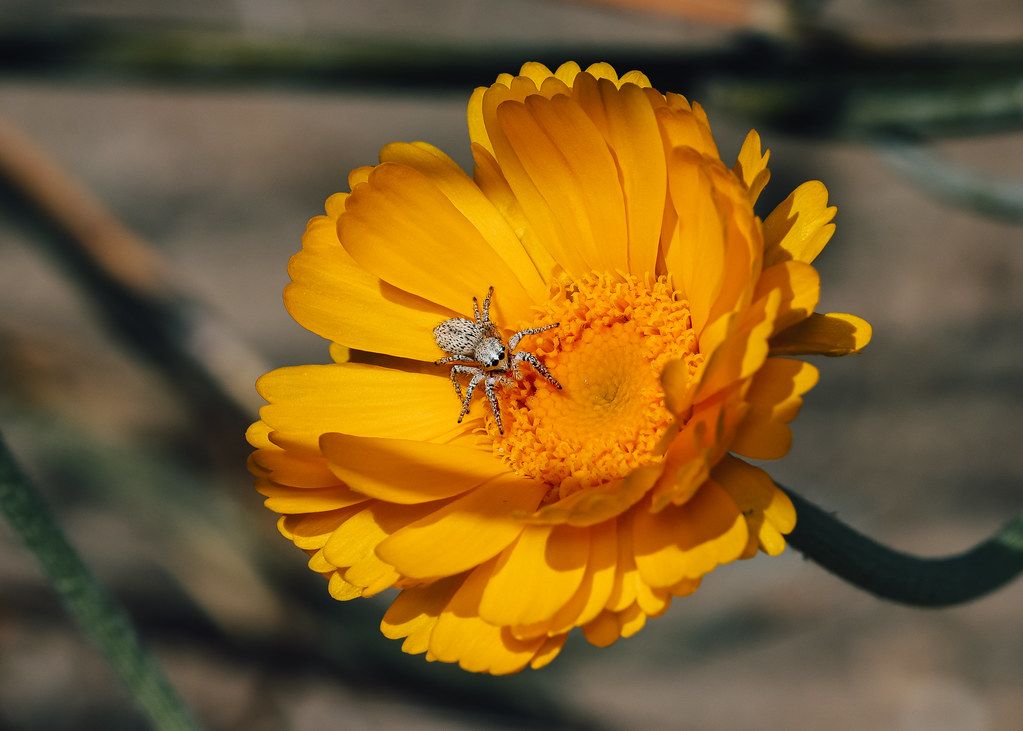 Spider Control service in San Clemente, CA